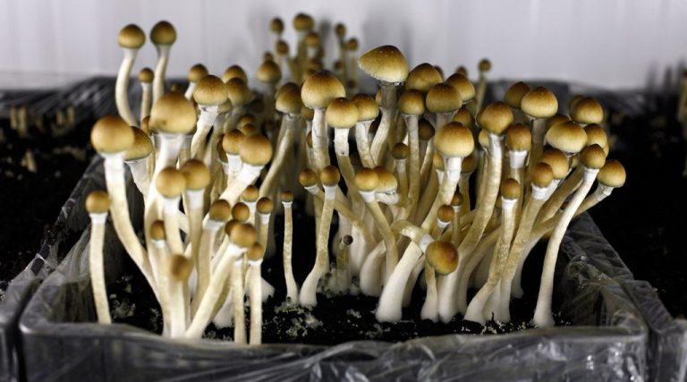 Psychedelic Mushrooms